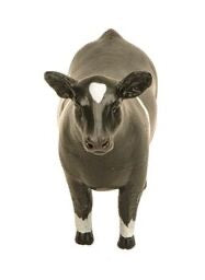Champion Show Steer Crossbred Black & White