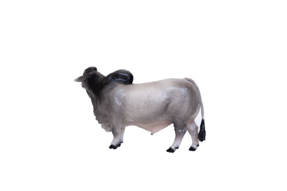 Brahman Bull