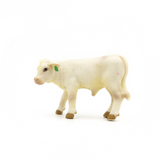 Charolais Calf