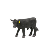Angus Calf