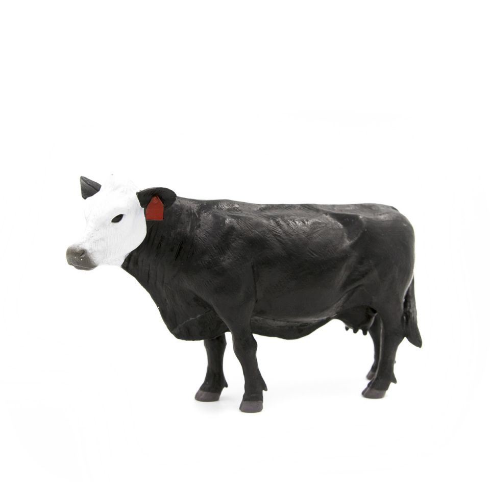 Black White Face Cow