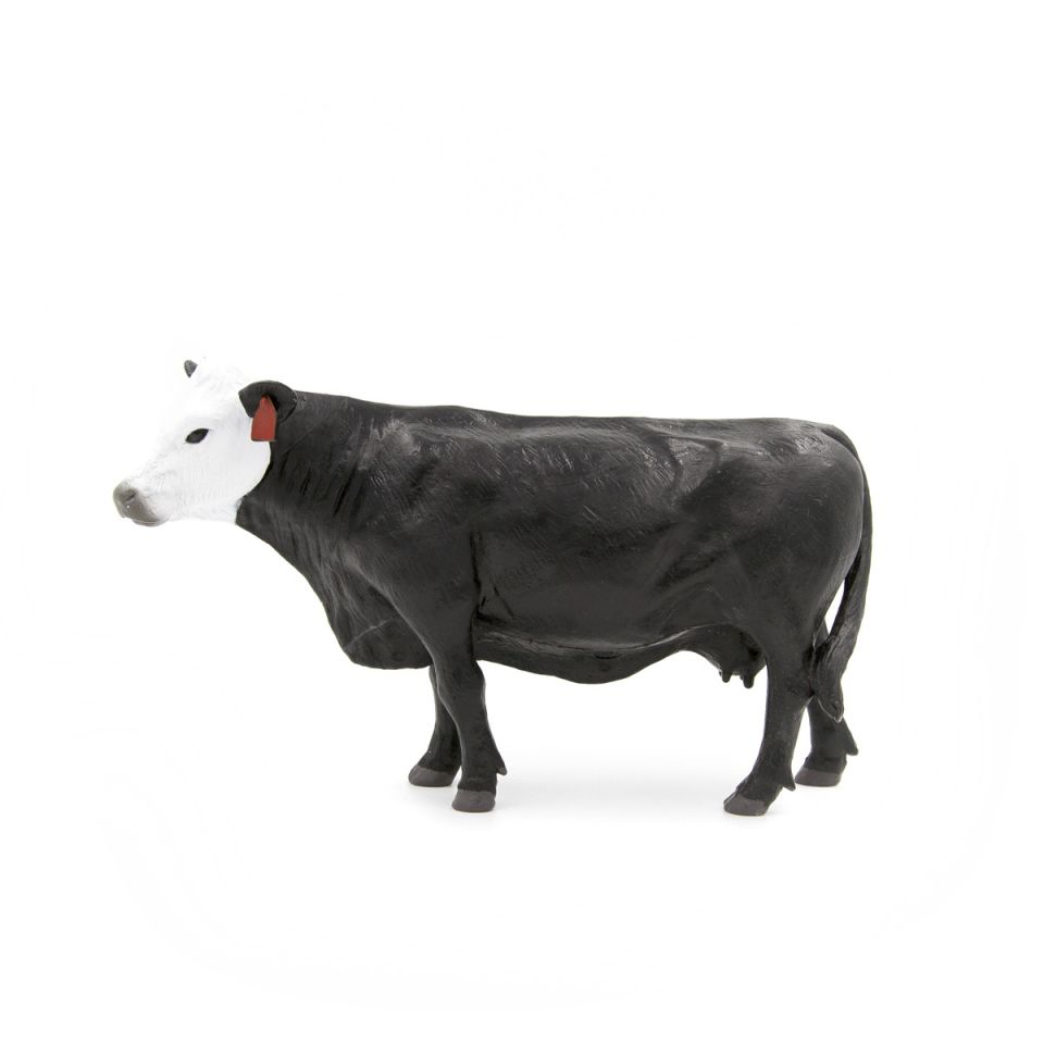 Black White Face Cow