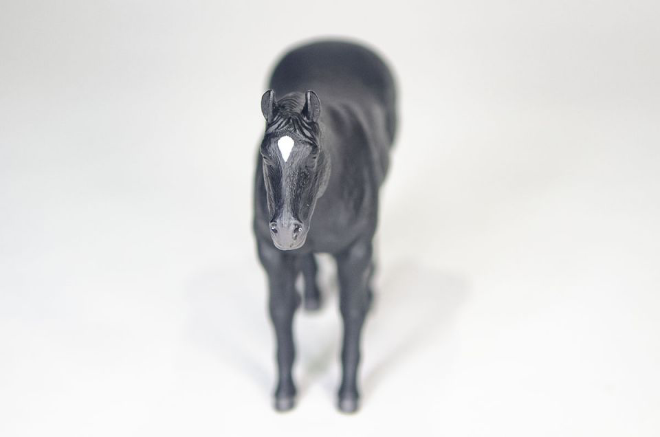 Quarter Horse Black