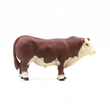 Hereford Bull