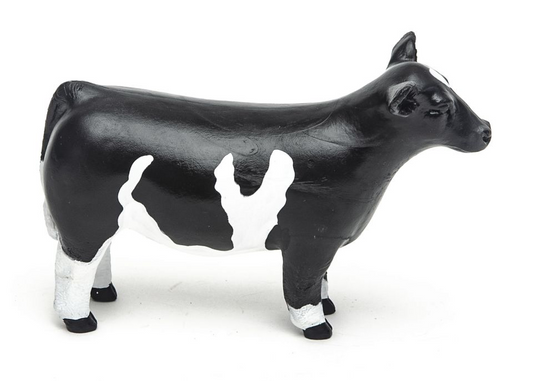 Champion Show Steer Crossbred Black & White