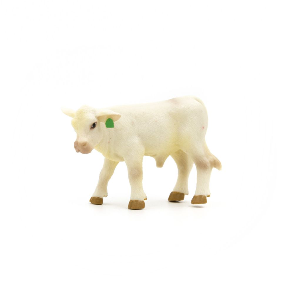 Charolais Calf
