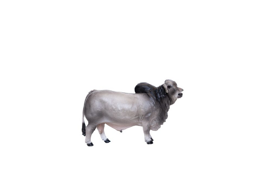 Brahman Bull