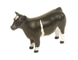 Champion Show Steer Crossbred Black & White