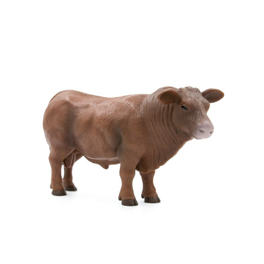 Red Angus Bull