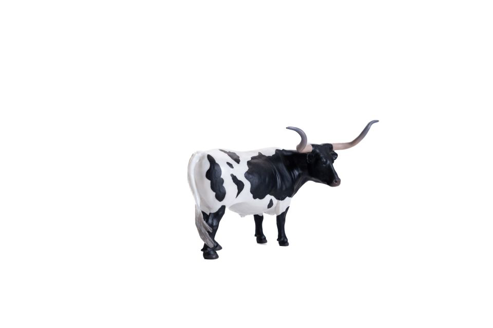 Texas Longhorn Steer *Black & White
