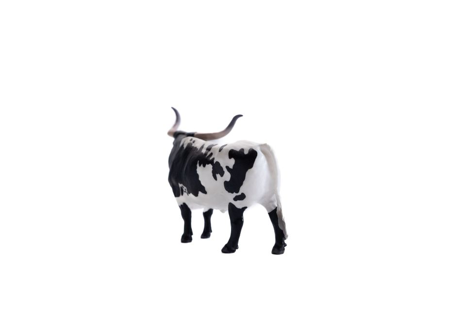 Texas Longhorn Steer *Black & White