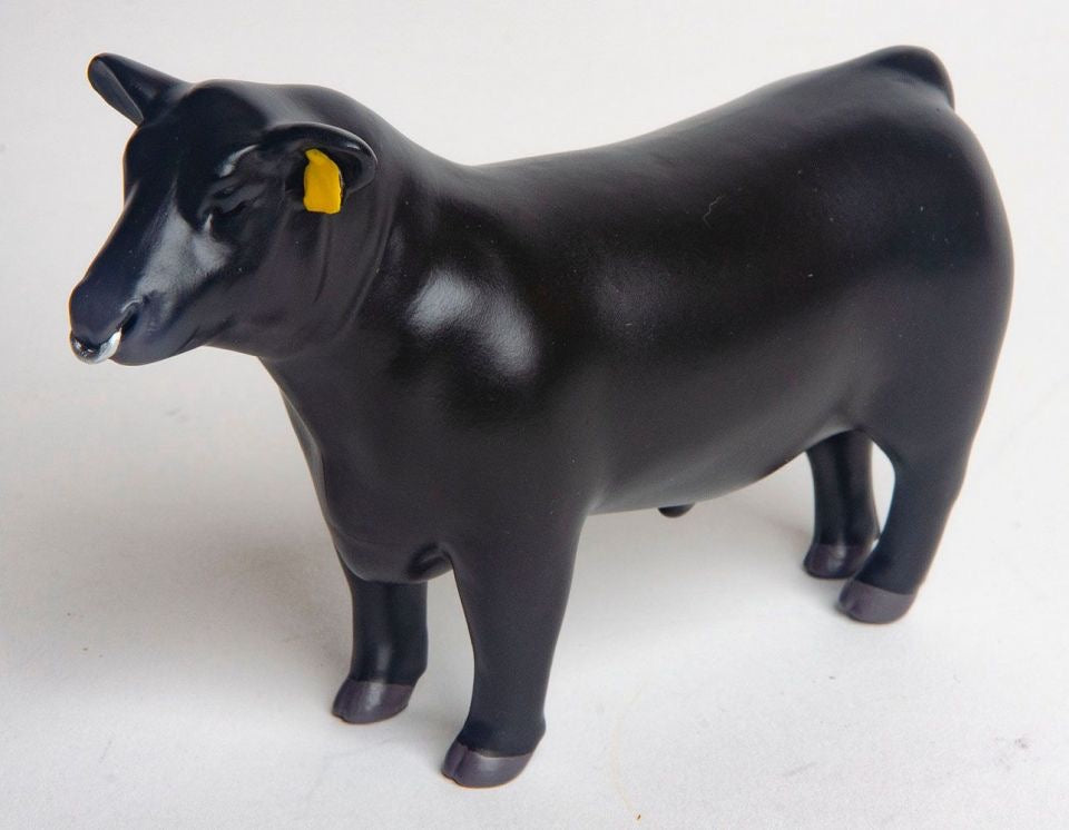 Angus Show Bull With Nose Ring