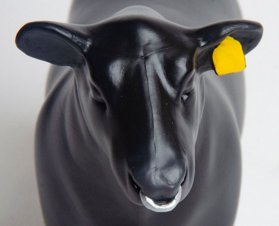 Angus Show Bull With Nose Ring