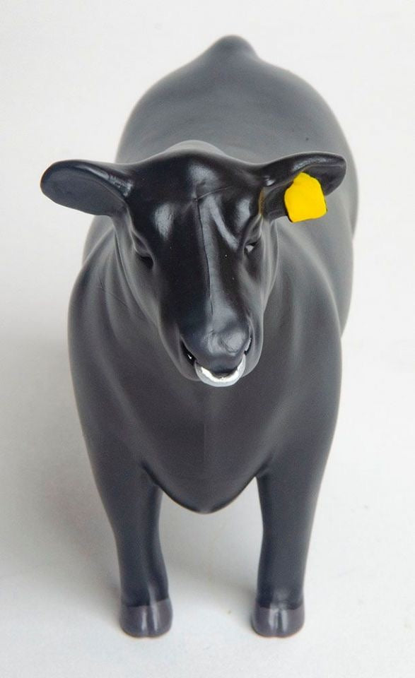 Angus Show Bull With Nose Ring