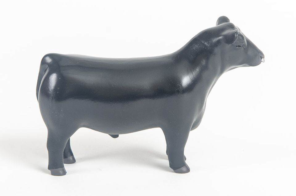 Angus Show Bull With Nose Ring